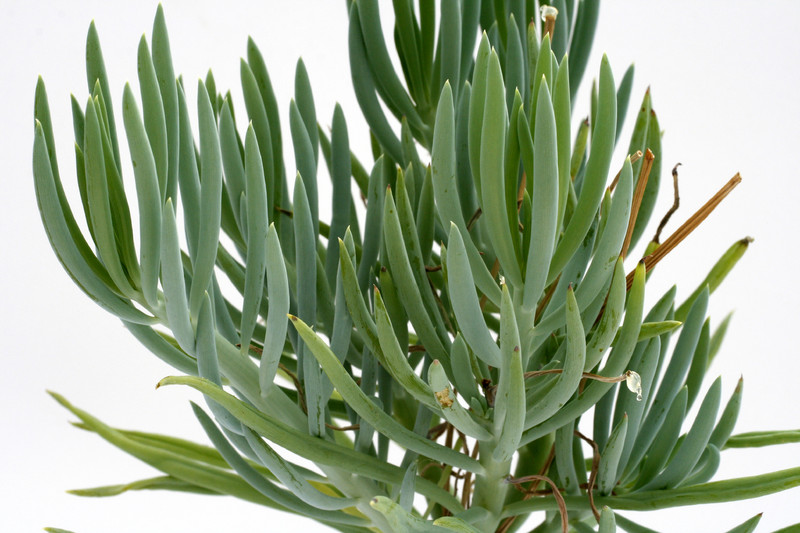 senecio talinoides 9244