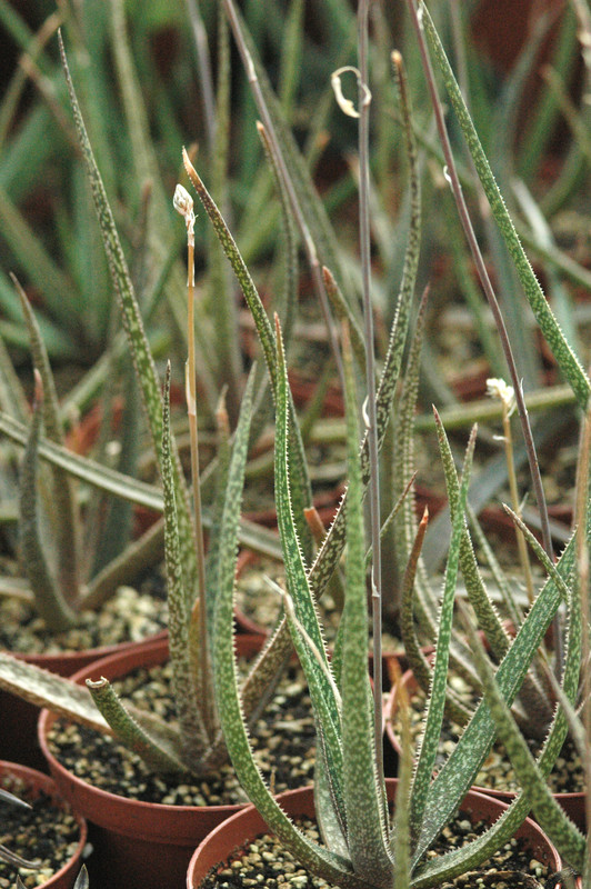 aloe albiflora 03