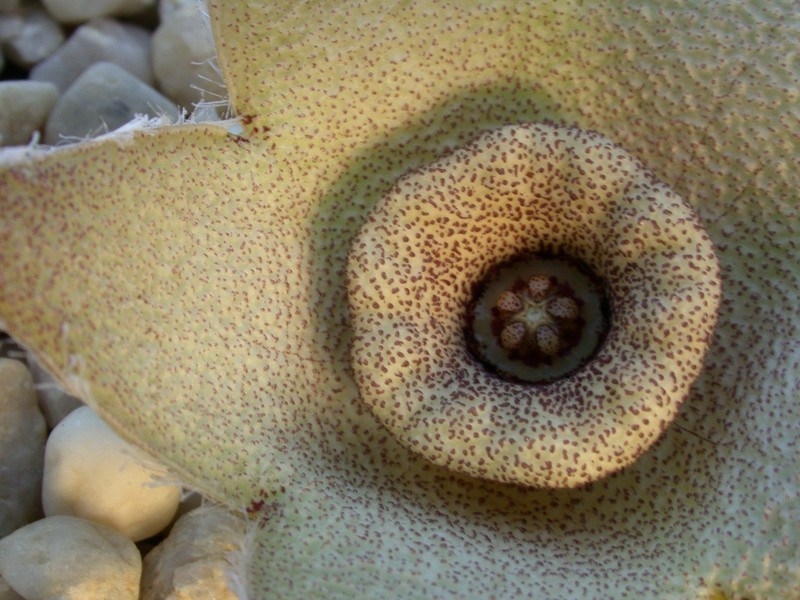 dipolcyantha ciliata10