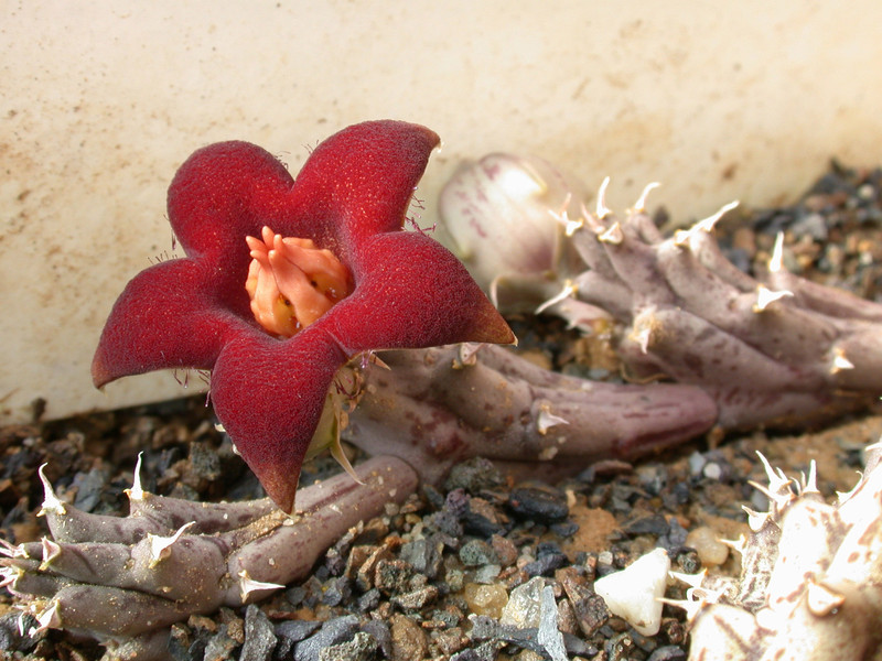 huerinopsis decipiens karoo 06