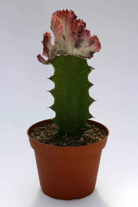 euphorbia lactea cristata thai red 8341