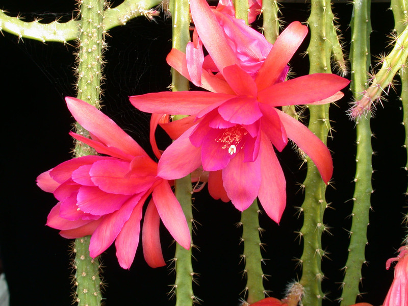 aporocactus edna bellamie 03