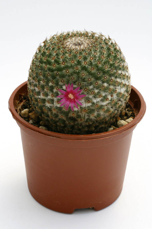 mammillaria huitzilopochtli 9975