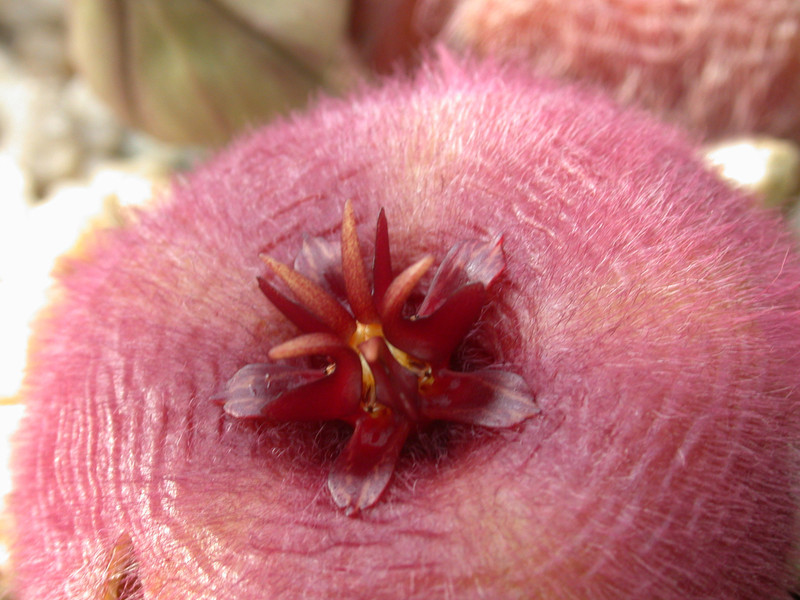 stapelia obducta cockscomb peak e cape05