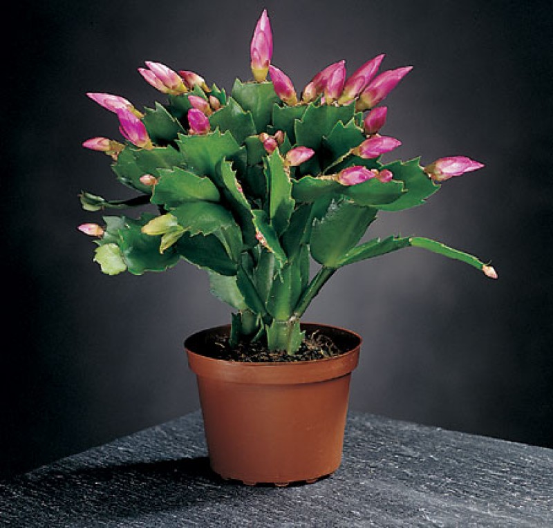 schlumbergera jolly dancer 02