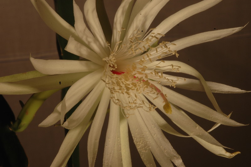epiphyllum pumilum phasen 2310