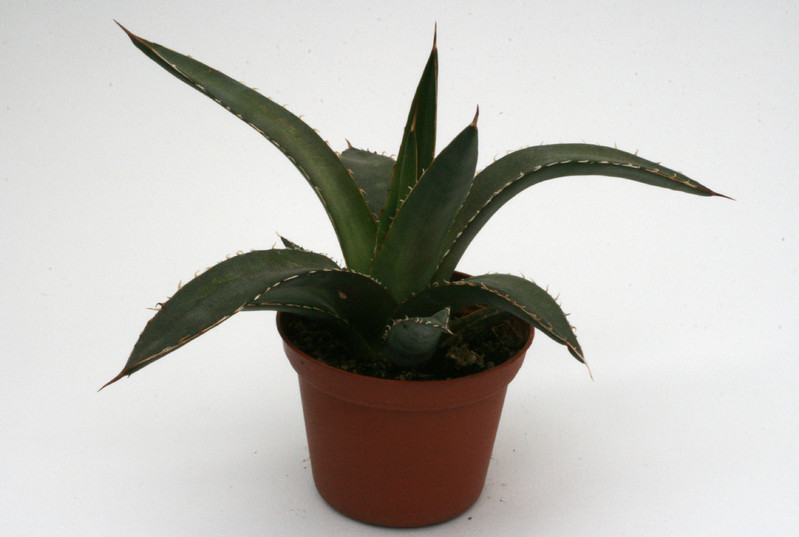agave obscura perote vc 8816