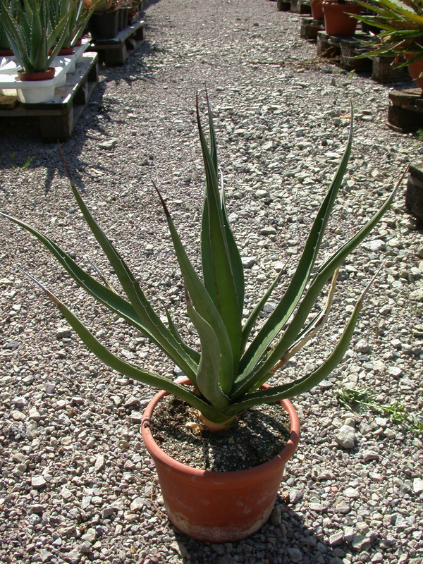 agave funkiana 01