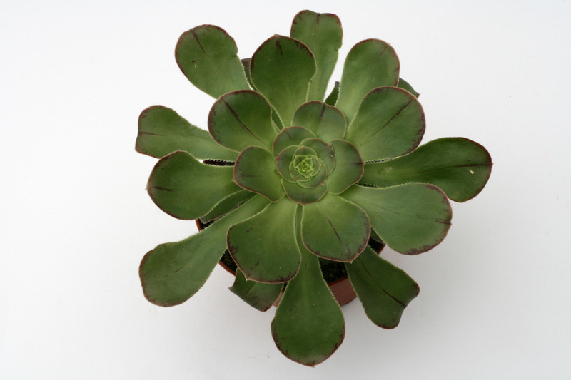 aeonium undulatum 0356