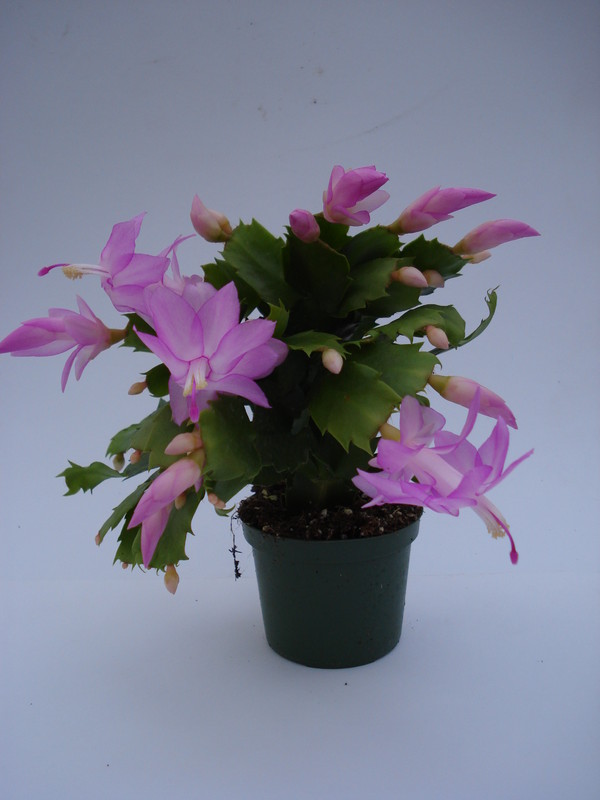 schlumbergera thor pandora 1558