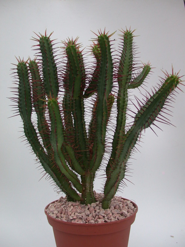 euphorbia enopla 1344