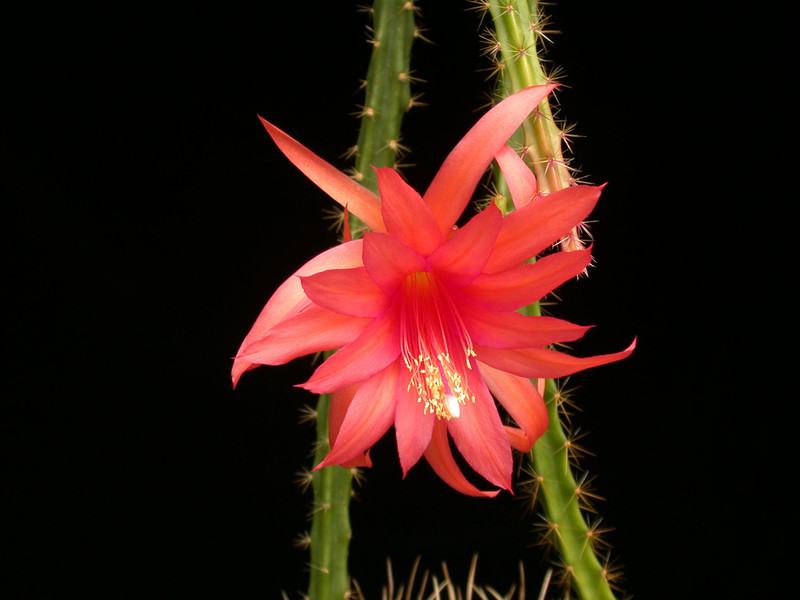 aporocactus engl no31 01