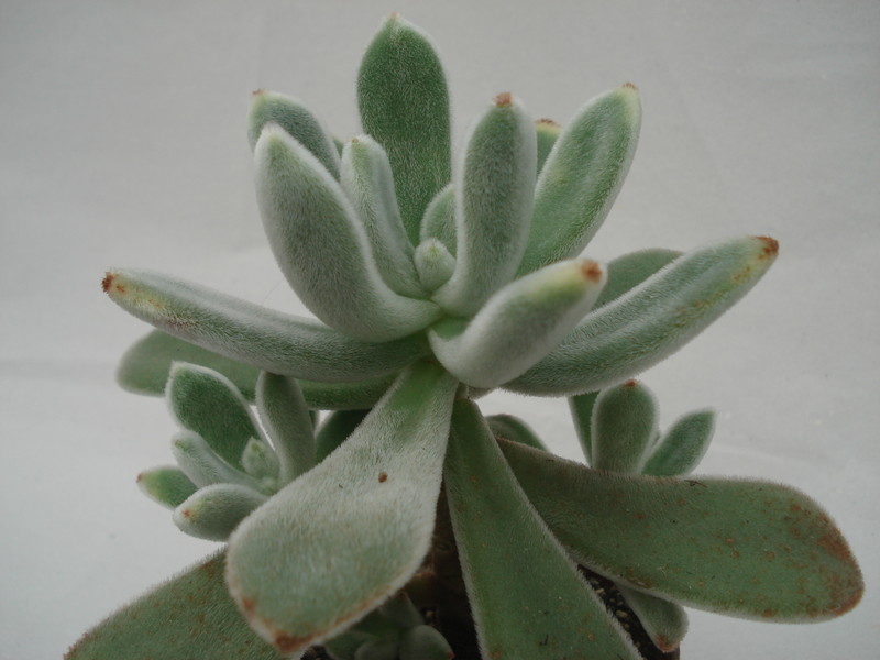 echeveria leucotricha 8316