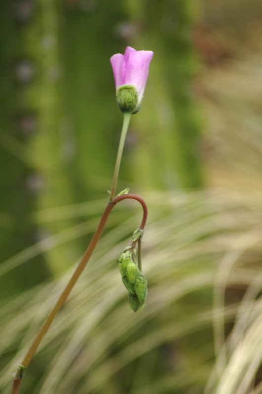calandrinia grandiflora 04