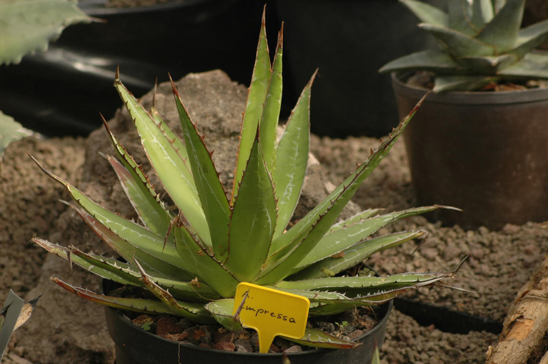 agave impressa 02