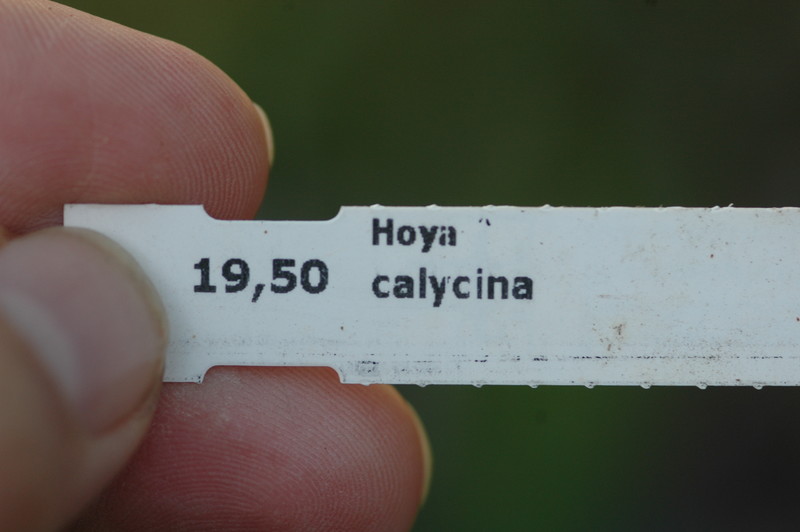 hoya calycina 6587