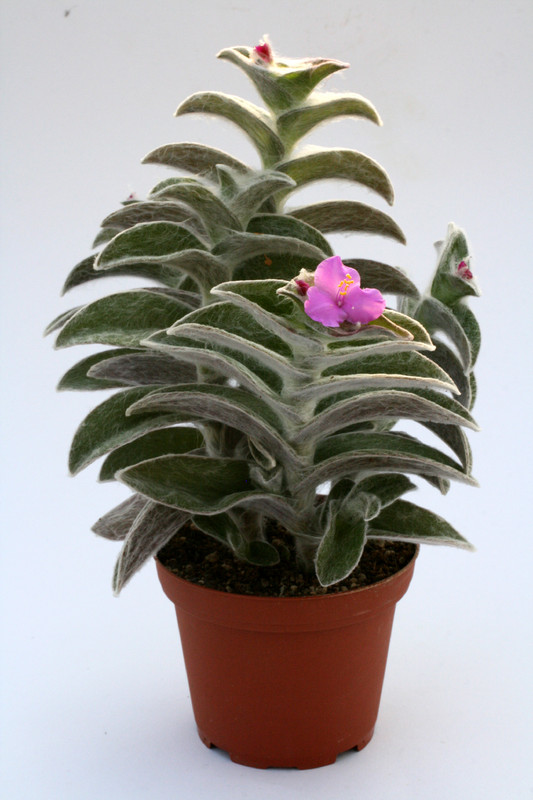 tradescantia sillamonthana 0863