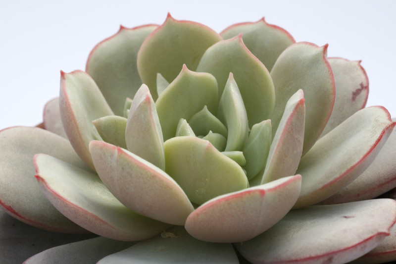 echeveria subcorymbosa 7924