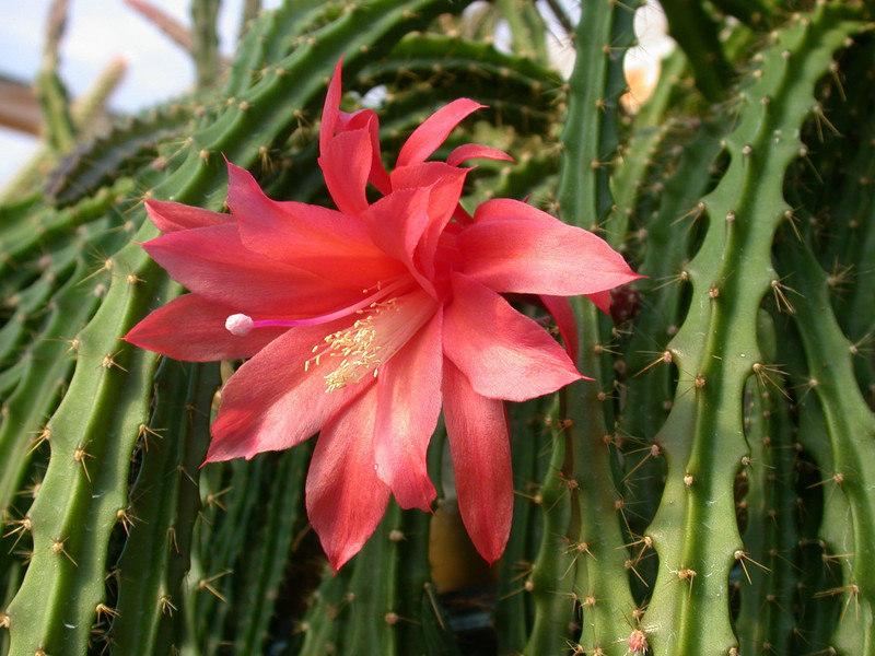 aporocactus shirley5