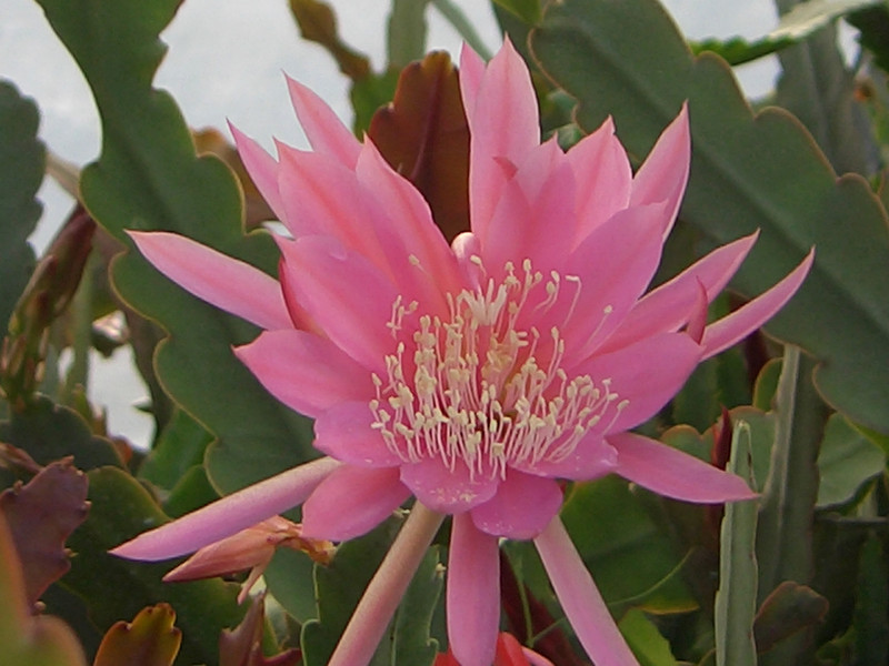 eh crenatus guedenay 125 0286