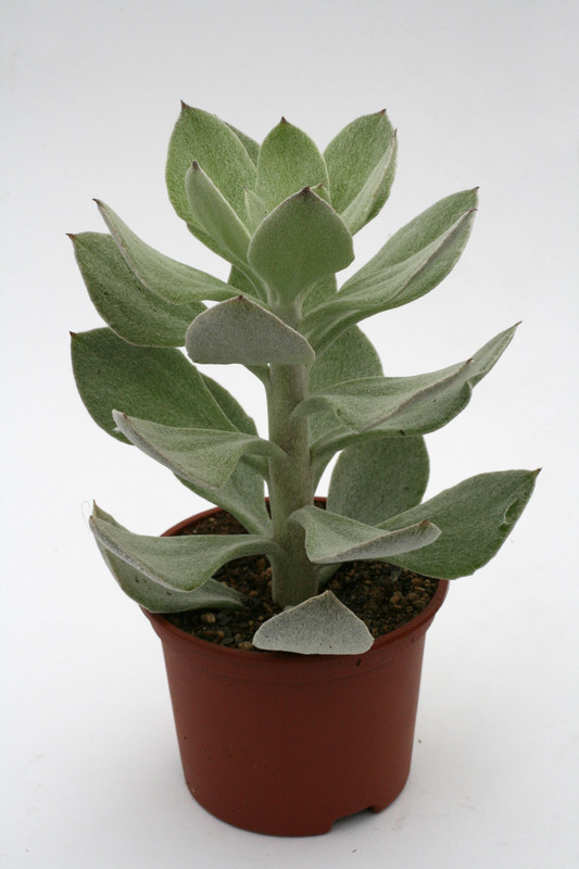 senecio medley woodii 1215