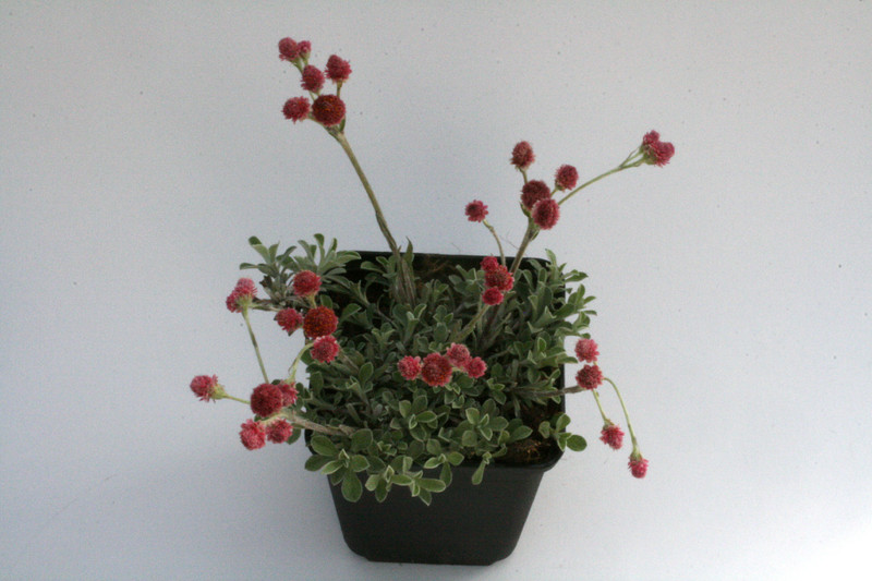 antennaria dioica rotes wunder 8553