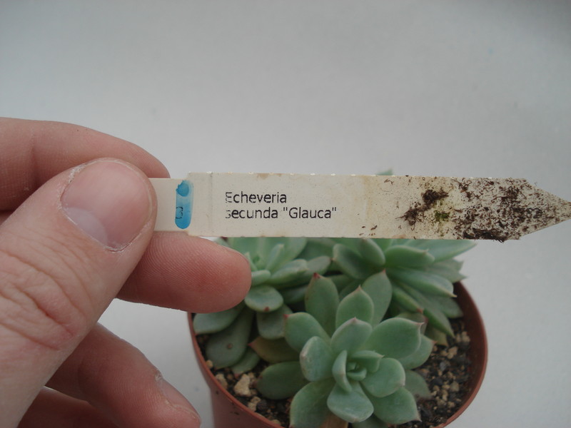 echeveria secunda glauca 8370