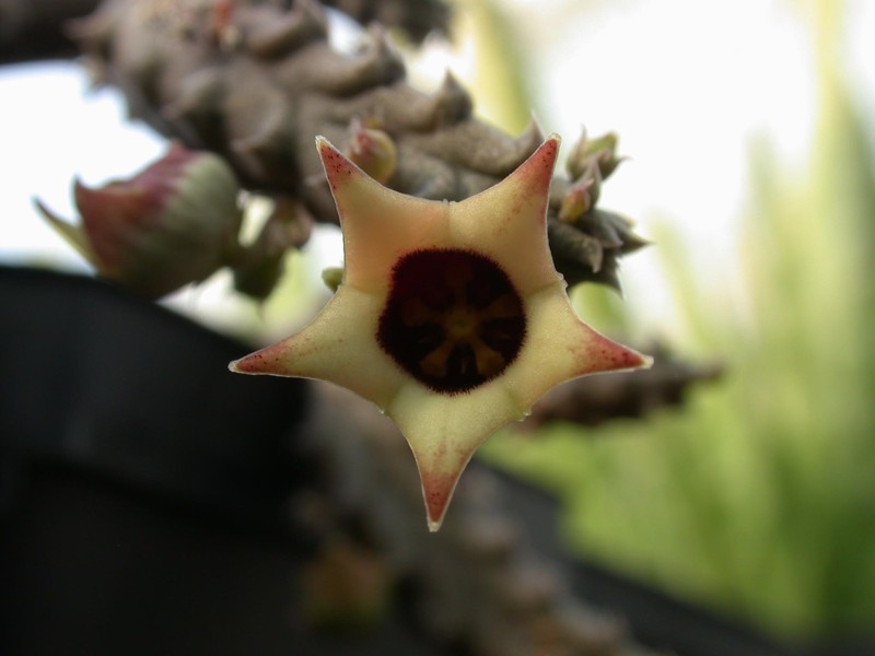 ophionella arcuata mikimii pvb4922 sheilam 01