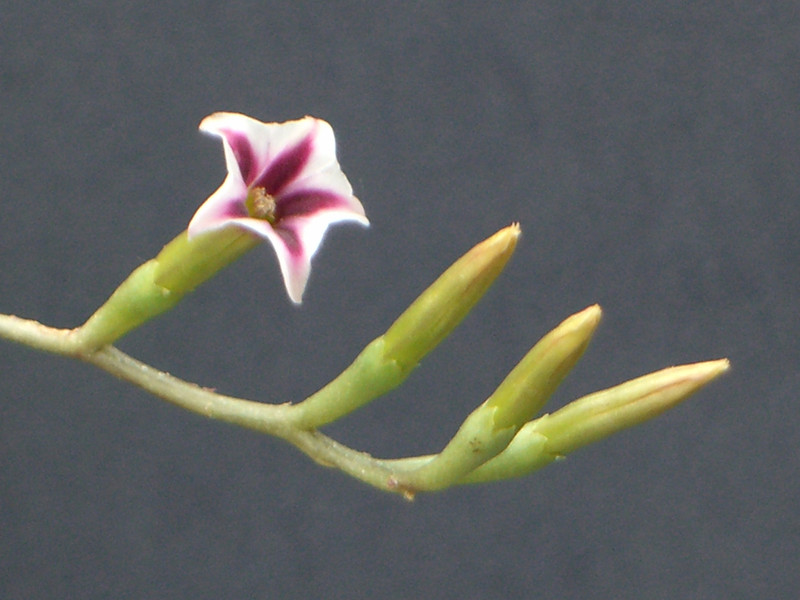 adromischus grandiflorus 0074
