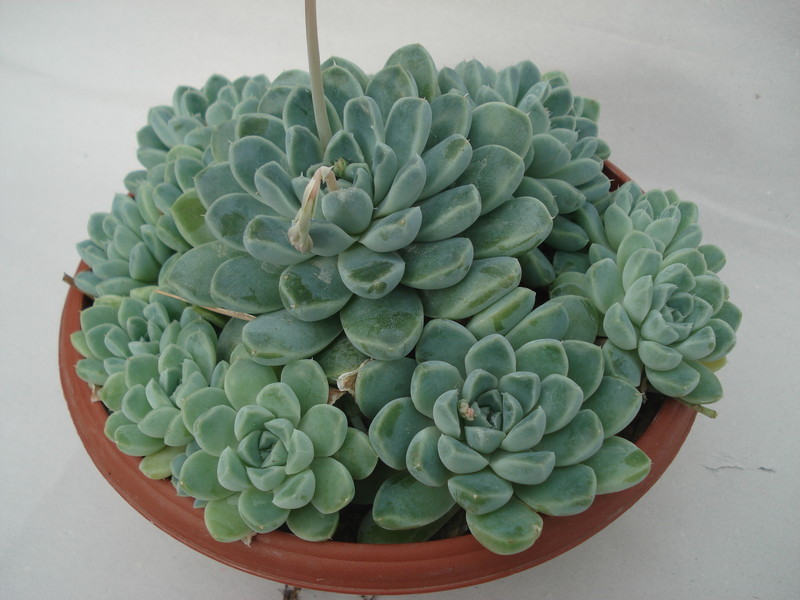 echeveria halbingeri 8342