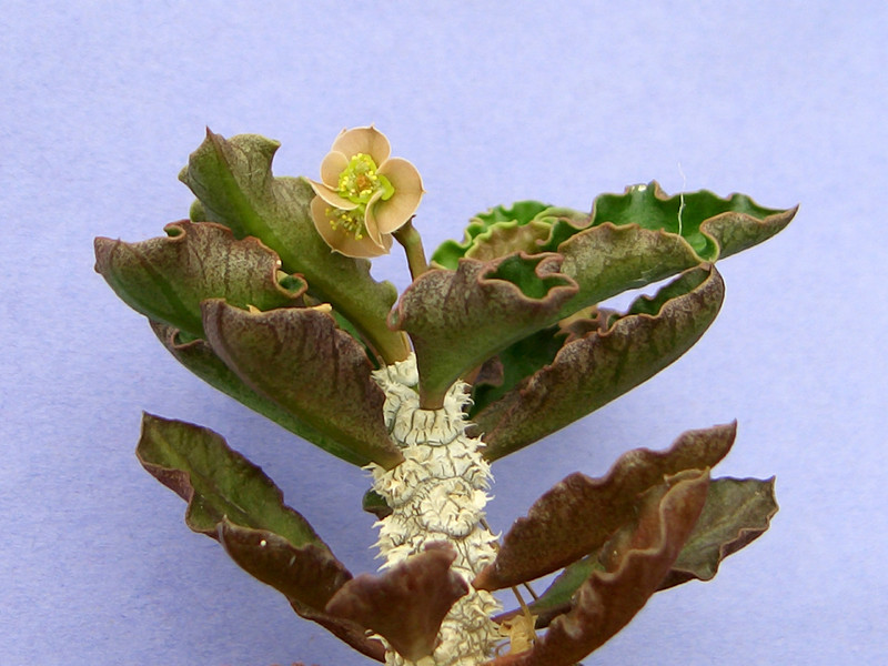 euphorbia capsaintemariensis 2021