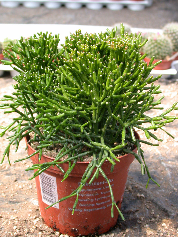 hatiora salicornioides2