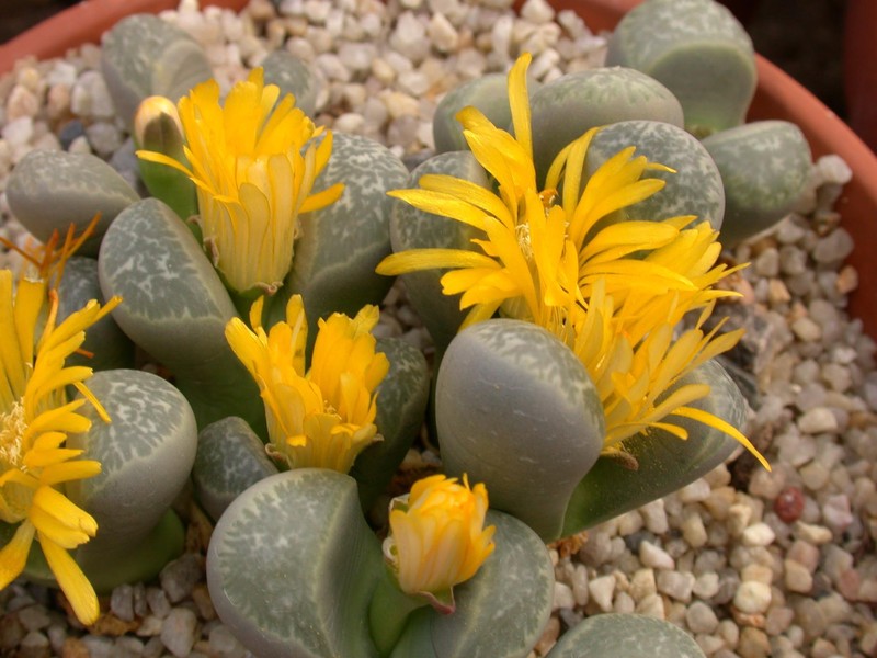 lithops helmutii 01