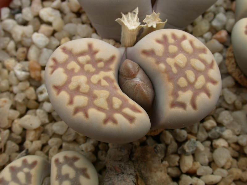 lithops julii fulleri brunnea c179 04