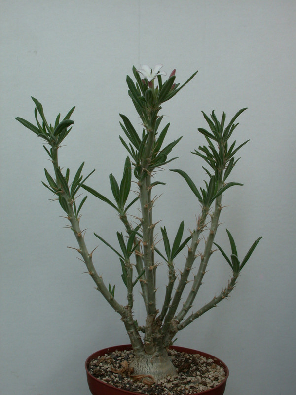 pachypodium succulentum weiss 04