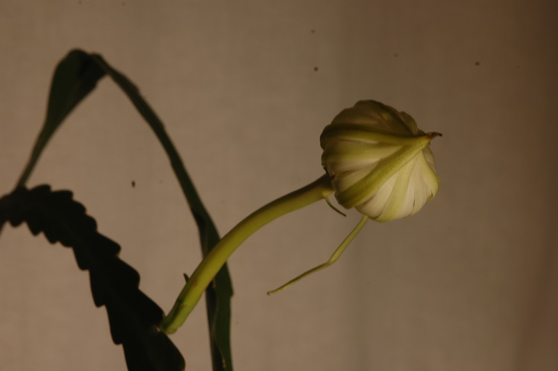 epiphyllum pumilum phasen 2280