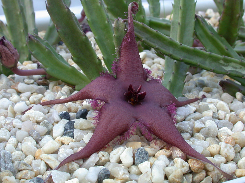 stapelia schinzii pvb5583 4