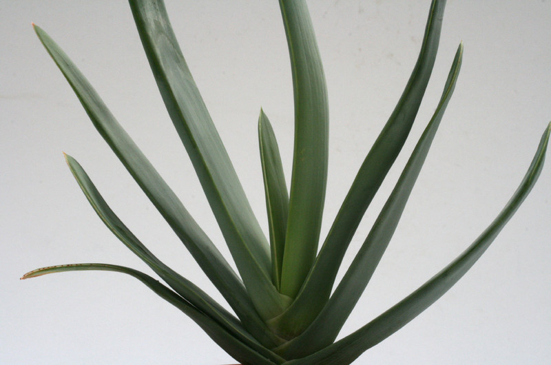 aloe plicatilis 7676