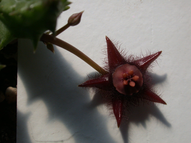 duvalia elegans robertson 04