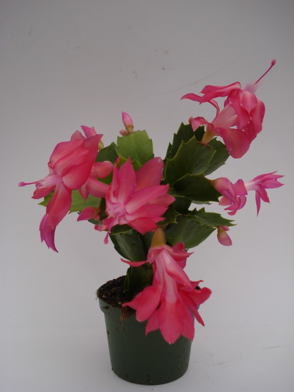 schlumbergera thor kiri 1572