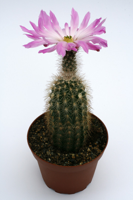 echinocereus sciurus capo san lucas 0440