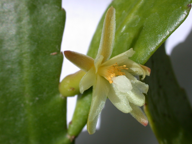 pseudorhipsalis himanthoclada horich rba216 2114
