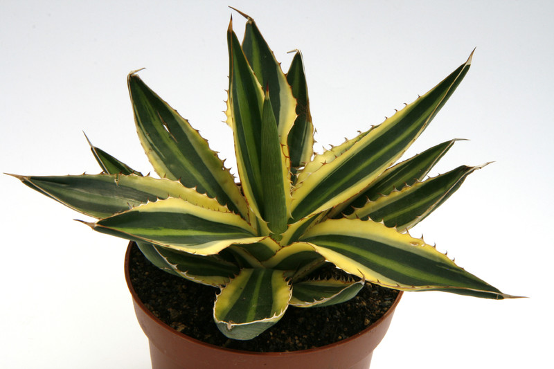 agave lophantha variegata 9999