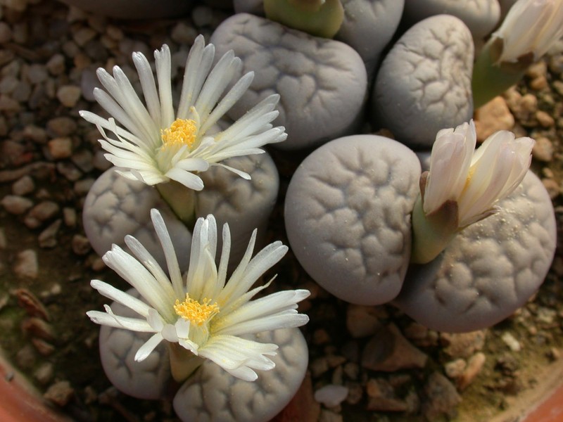 lithops karasmontana eberlanzii erniana c209 02