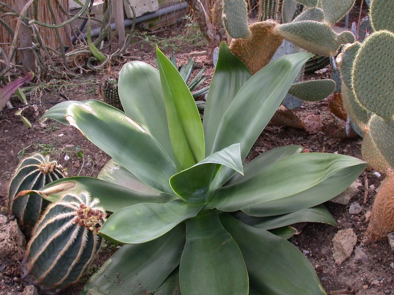 agave celsii