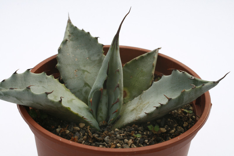agave parryi truncata 7848