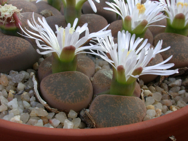 lithops lesliei albiflora c5a 01