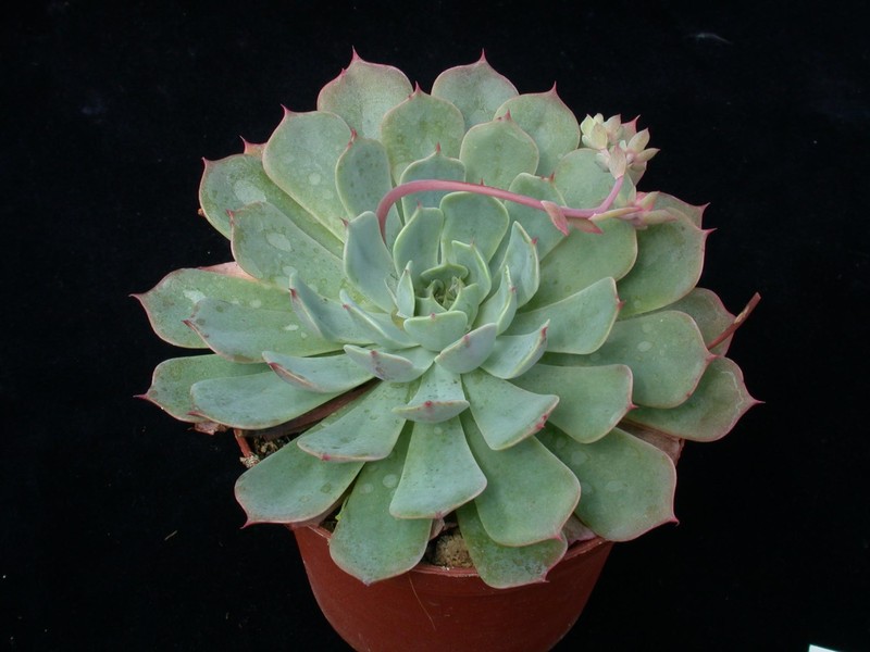 echeveria peacockii bleute 01