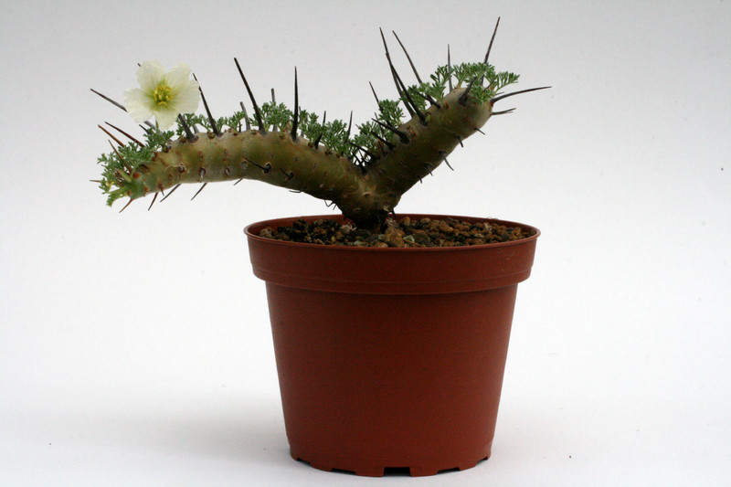 sarcocaulon herrei 9554