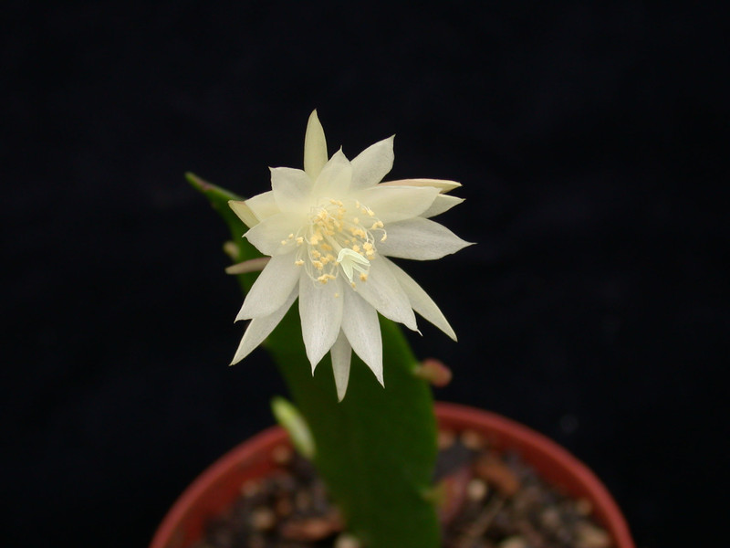 epiphyllum pumilum brxr212 01